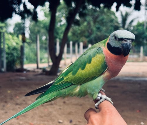 សេកសកញី​ ពេញវ័យ​
