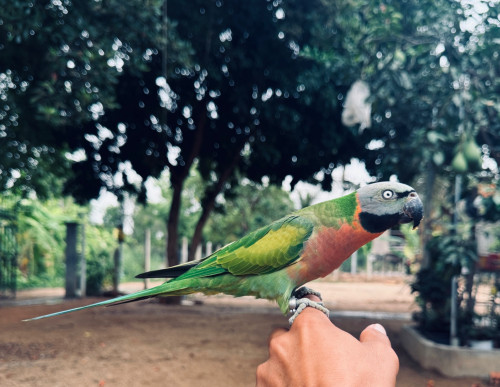 សេកសកញី​ ពេញវ័យ​