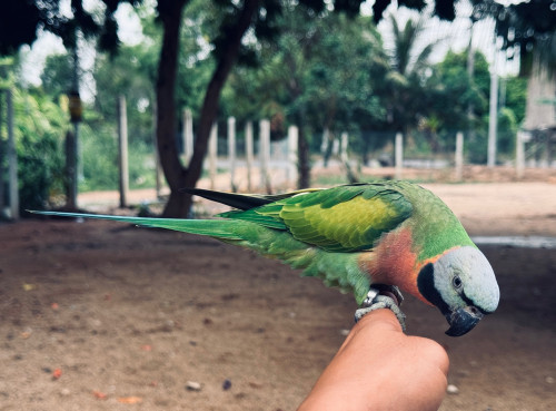 សេកសកញី​ ពេញវ័យ​