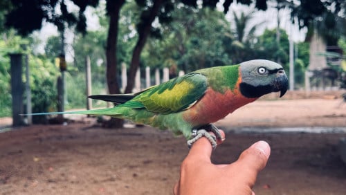 សេកសកញី​ ពេញវ័យ​