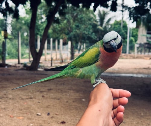 សេកសកញី​ ពេញវ័យ​