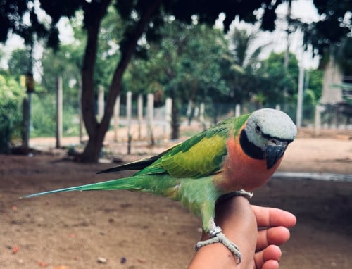 សេកសកញី​ ពេញវ័យ​