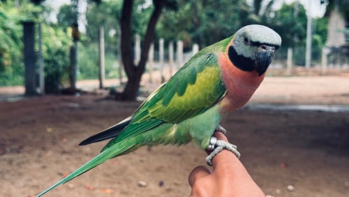 សេកសកញី ពេញវ័យ