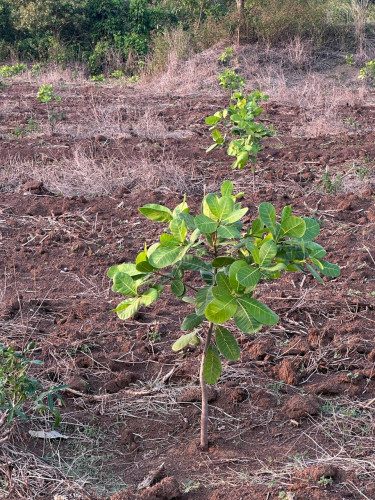 ដីលក់បន្ទាន់