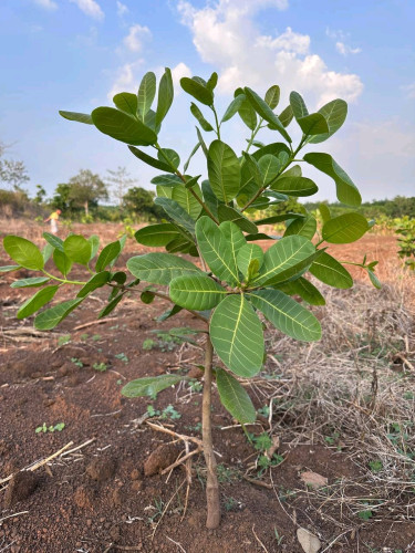ដីលក់បន្ទាន់