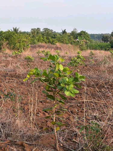 ដីលក់បន្ទាន់