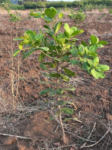 ដីលក់បន្ទាន់