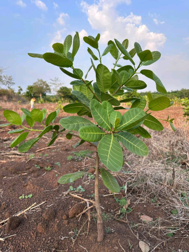 ដីលក់បន្ទាន់