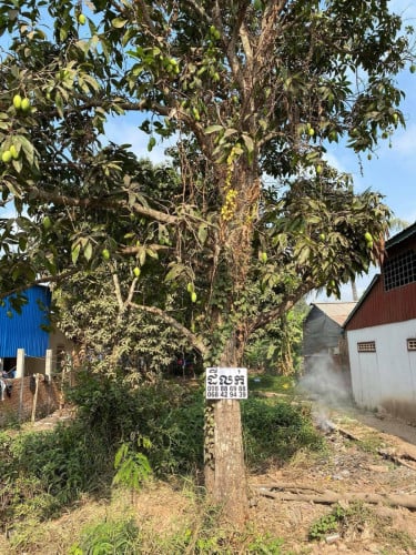 ដីលក់បន្ទាន់