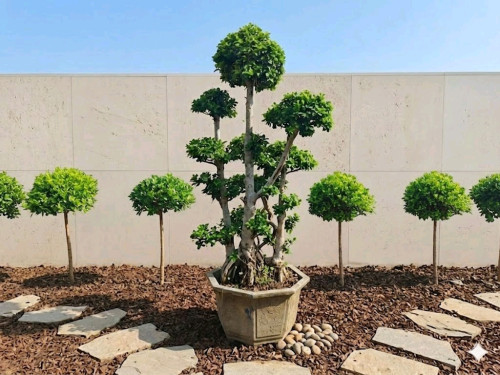 New
