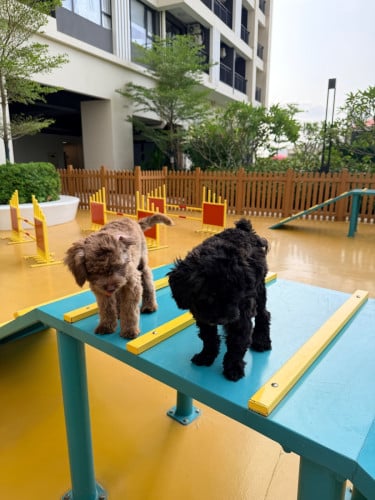 Two dogs are looking for a new home