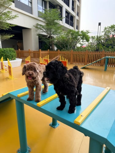 Two dogs are looking for a new home