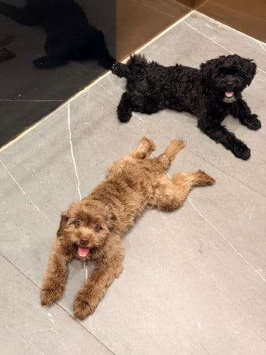 Two dogs are looking for a new home