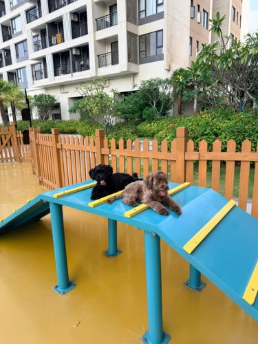 Two dogs are looking for a new home