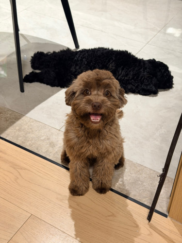 Two dogs are looking for a new home