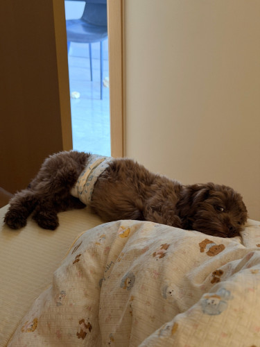 Two dogs are looking for a new home