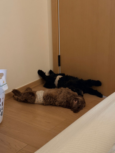 Two dogs are looking for a new home