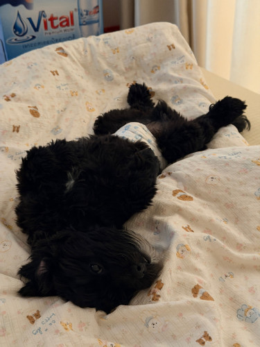 Two dogs are looking for a new home
