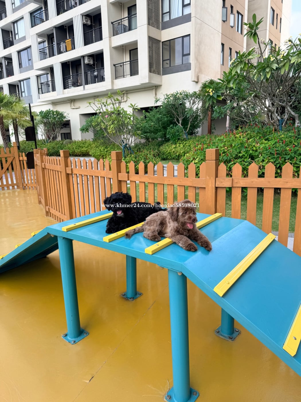Two dogs are looking for a new home