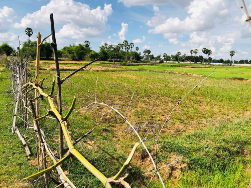 ដីលក់បន្ទាន់ (ម្ចាស់លក់ខាត)