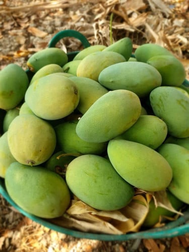 ស្វាយកែវចិន10គីឡូ45000៛ផ្លែធំផ្ងែមឆ្ងាញ