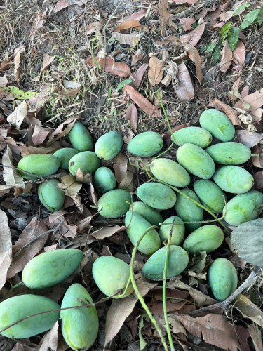 ស្វាយកែវចិន10គីឡូ45000៛ផ្លែធំផ្ងែមឆ្ងាញ