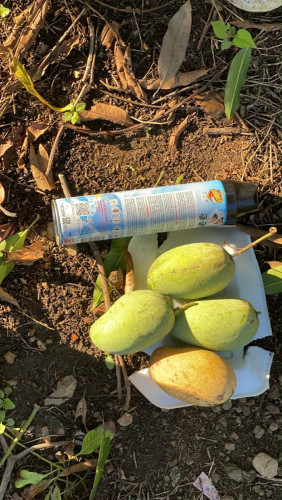 ស្វាយកែវចិន10គីឡូ45000៛ផ្លែធំផ្ងែមឆ្ងាញ