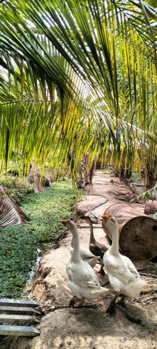 ដីចំការលំហែផ្លូវ 16 ម៉ែត្ររៀបចំរួចកំប្លេរលក់ទាំងស្ដាយរបងទឹកភ្លើងដំណាំចំរុះទទួលផល.....