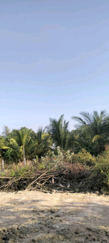 ដីចំការលំហែផ្លូវ 16 ម៉ែត្ររៀបចំរួចកំប្លេរលក់ទាំងស្ដាយរបងទឹកភ្លើងដំណាំចំរុះទទួលផល.....