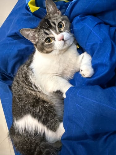 🐾 Adorable Gray Tabby Cat – Ready for a Loving Home!
