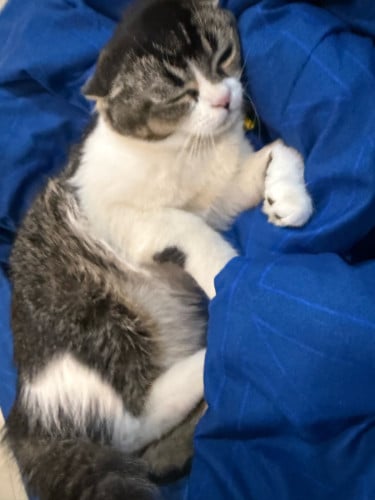 🐾 Adorable Gray Tabby Cat – Ready for a Loving Home!