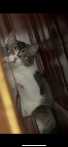 🐾 Adorable Gray Tabby Cat – Ready for a Loving Home!