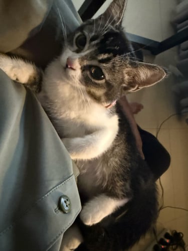 🐾 Adorable Gray Tabby Cat – Ready for a Loving Home!