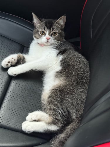 🐾 Adorable Gray Tabby Cat – Ready for a Loving Home!