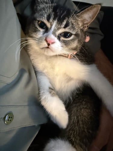 🐾 Adorable Gray Tabby Cat – Ready for a Loving Home!