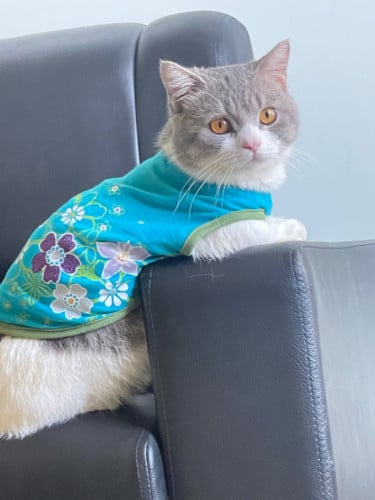 British Shorthair