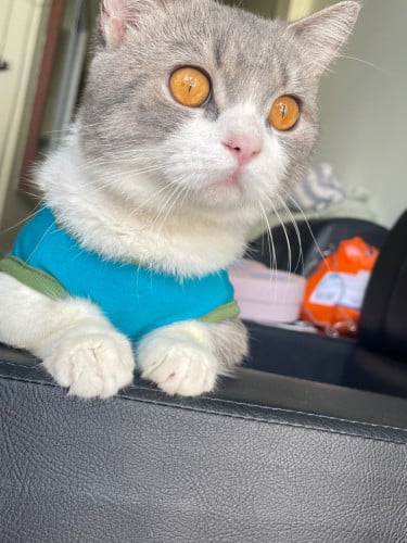 British Shorthair