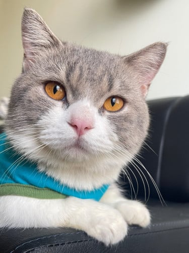 British Shorthair
