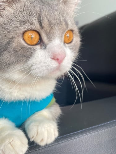 British Shorthair
