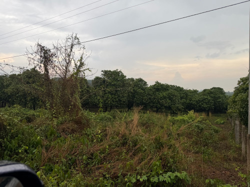 ដីចំការលក់ធូរថ្លៃ