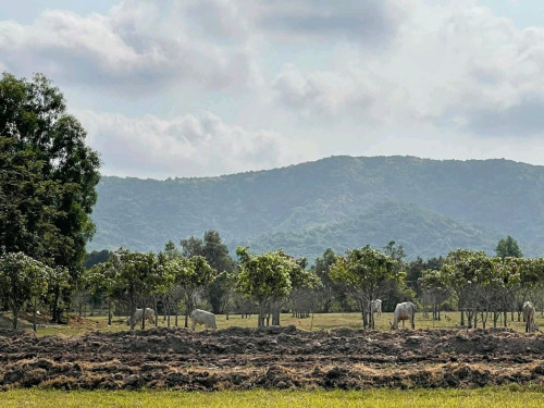ខេត្តកំពតដីល្អ តម្លៃល្អ ជិតភ្នំ ជាប់ផ្លូវ សំខាន់មានទិកភ្លើងស្រាប់