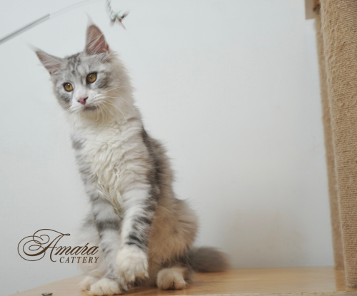 Maine coon 缅因