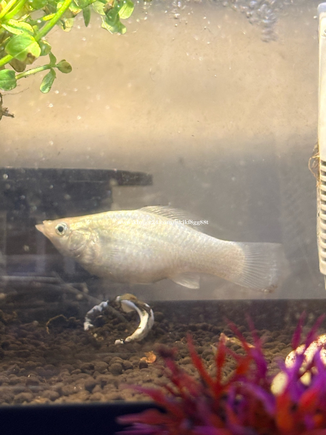 Pregnant jumbo molly