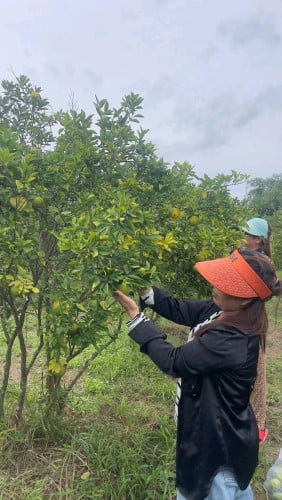 ដីលក់បន្ទាន់