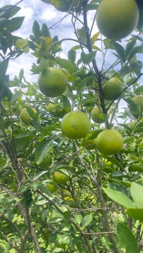 ដីលក់បន្ទាន់
