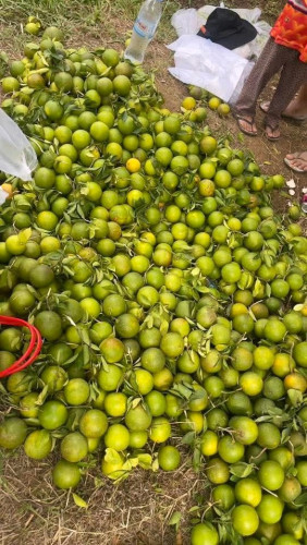 ដីលក់បន្ទាន់