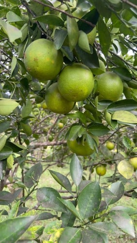ដីលក់បន្ទាន់
