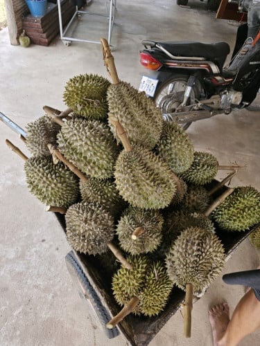 ទុរេនកំពត