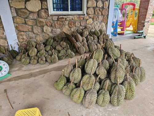 ទុរេនកំពត