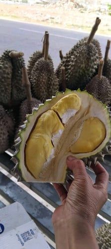 ទុរេនកំពត
